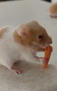 همستر های زیبا و سالم