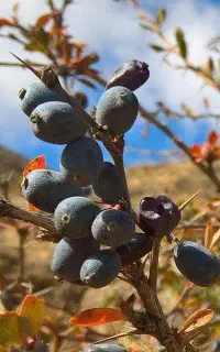 فروش زرشک سیاه وحشی
