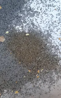 بذر روغنی