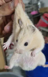 همستر خانگی دستی