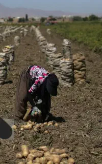 کارگر هستیم هرکی کار سیب زمینی و چغندر داره بگه