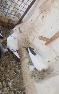 کبوتر پرپا