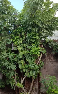 گل شفلرا