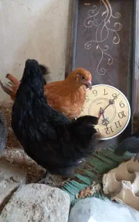 جوجه مرغ