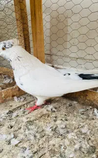 کبوتر