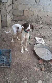 سگ شکاری