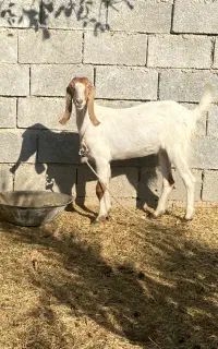 کهره ماده