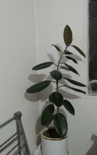گل فیکوس سبز