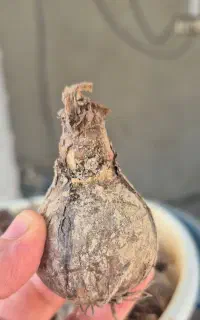 پیاز گل نرگس