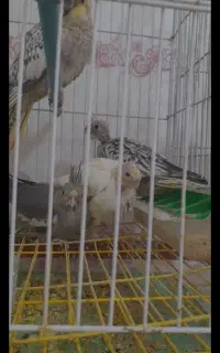 عروس هلندی سرلاکی