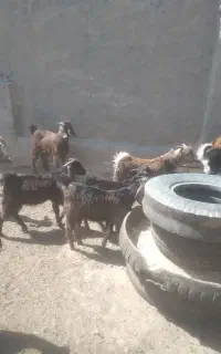 ۱۶راس بزغاله نروماده