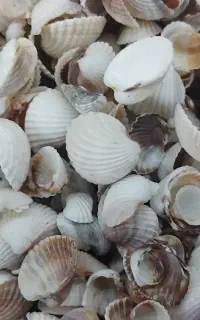۴ کیلو صدف