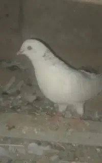کبوتر