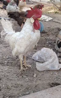 خروس
