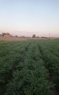 کاشت آنغوزه. کما