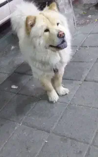 سگ چاوچاو خرسی