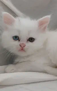 گربه پرشین برتیش لانگ هیر