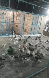 کبوتر بلندپرواز کبوتر مسابقه