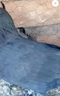 جوجه کفتر گم شده