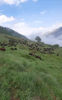 فروش بره پای پروار