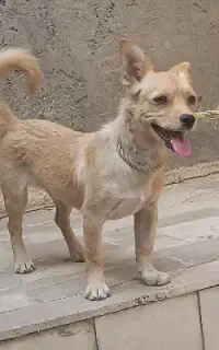 سگ پامر