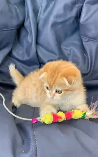 بریتیش اسکاتیش گلد