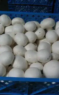 فروش عمده قارچ دکمه‌ای
