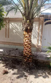تکریب نخل