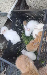 خرگوش