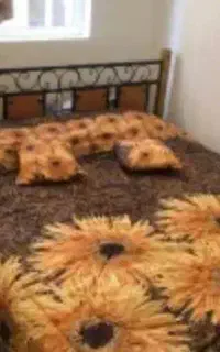 تخت خواب دونفره چوب فلز فرفورژه