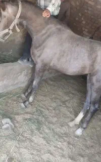اسب ماده