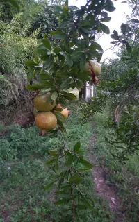 انار ترش