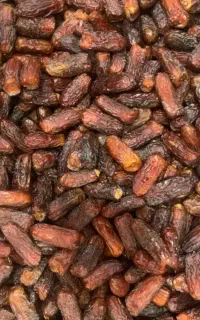 فروش خرما عمده