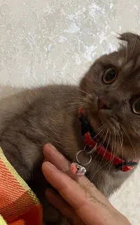 گربه اسکاتیش اصیل گوش خم با قیمت مناسب