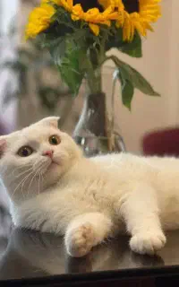 بریتیش فولد 1 ساله