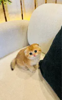 گربه کوچولوی جذابم