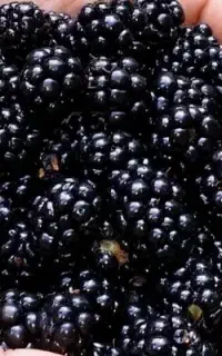 تمشک تازه چین