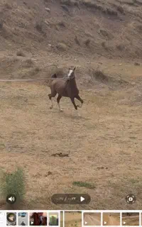 اسب
