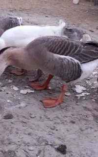 قوغاز