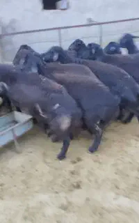 گوسفند قزل جوان