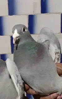 پلاکی گمشد
