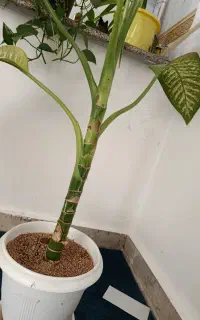گل دیفن