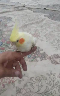 ۲تا عروس هلندی ماده