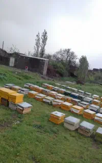 زنبور کارنیکا