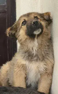 توله سرابی ماده