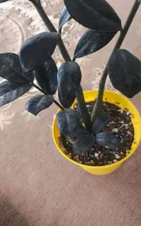 گل آپارتمانی