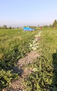 هندوانه گاوی