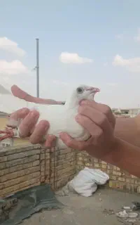 کبوتر