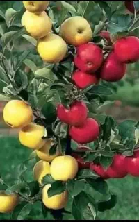 پیوند انواع درختان بصورت تضمینی