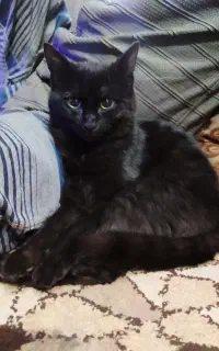 گربه خونگی